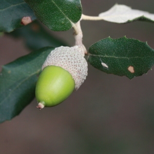 Photographie n°193051 du taxon Quercus ilex L. [1753]