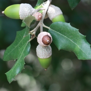 Photographie n°193054 du taxon Quercus ilex L. [1753]