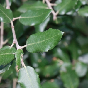 Photographie n°193058 du taxon Quercus ilex L. [1753]