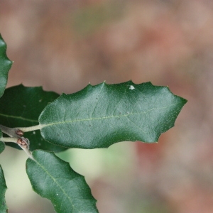 Photographie n°193059 du taxon Quercus ilex L. [1753]