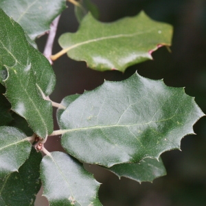 Photographie n°193061 du taxon Quercus ilex L. [1753]