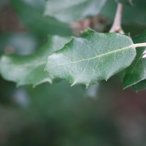 Photographie n°193062 du taxon Quercus ilex L. [1753]