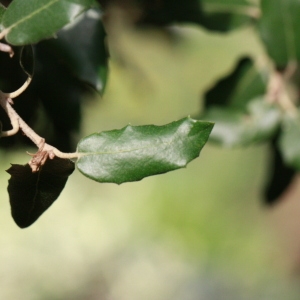 Photographie n°193063 du taxon Quercus ilex L. [1753]