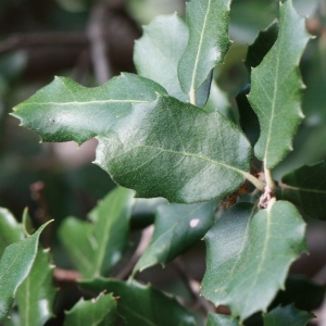 Photographie n°193066 du taxon Quercus ilex L. [1753]