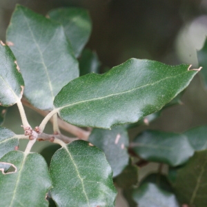 Photographie n°193067 du taxon Quercus ilex L. [1753]