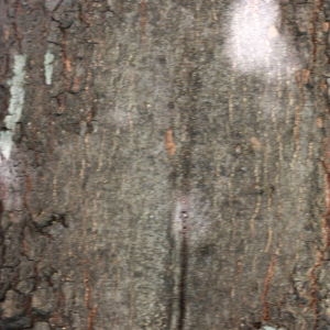Photographie n°193070 du taxon Quercus ilex L. [1753]