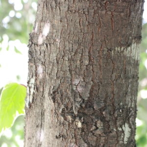 Photographie n°193073 du taxon Quercus ilex L. [1753]
