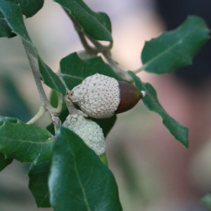 Photographie n°193078 du taxon Quercus ilex L. [1753]