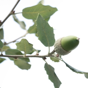 Photographie n°193081 du taxon Quercus ilex L. [1753]