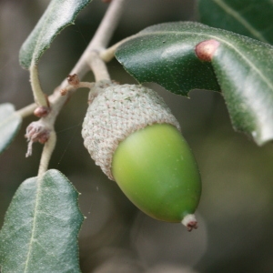 Photographie n°193084 du taxon Quercus ilex L. [1753]