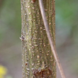 Photographie n°193096 du taxon Genista sphaerocarpa (L.) Lam. [1788]