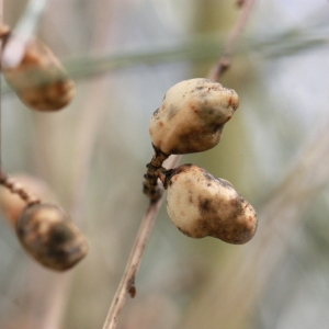 Genista sphaerocarpa (L.) Lam.