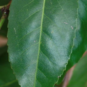 Photographie n°193134 du taxon Prunus lusitanica L. [1753]