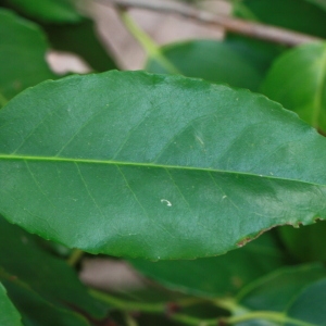 Photographie n°193135 du taxon Prunus lusitanica L. [1753]