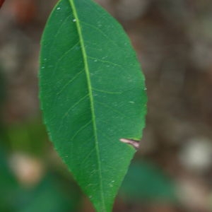 Photographie n°193140 du taxon Prunus lusitanica L. [1753]