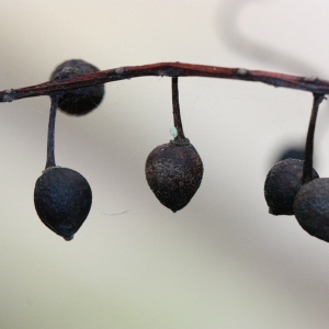 Photographie n°193145 du taxon Prunus lusitanica L. [1753]