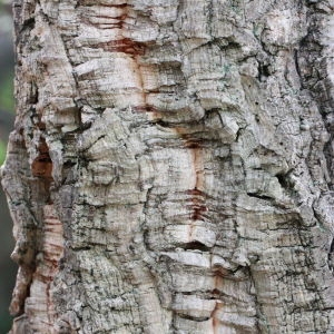 Photographie n°193165 du taxon Quercus suber L. [1753]