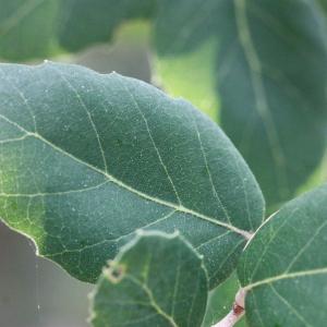 Photographie n°193176 du taxon Quercus suber L. [1753]