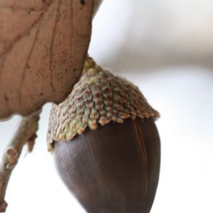 Photographie n°193181 du taxon Quercus suber L. [1753]