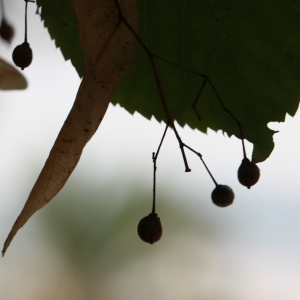 Photographie n°193222 du taxon Tilia cordata Mill. [1768]