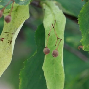 Photographie n°193230 du taxon Tilia cordata Mill. [1768]