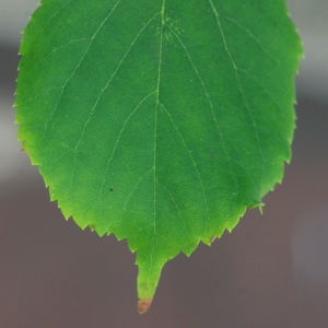 Photographie n°193235 du taxon Tilia cordata Mill. [1768]