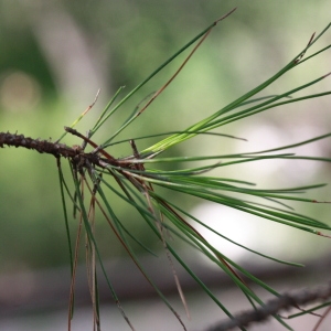  - Pinus nigra subsp. salzmannii (Dunal) Franco [1943]