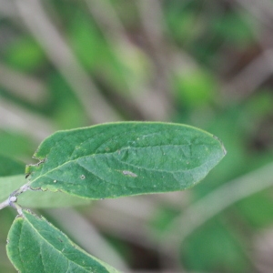 Photographie n°193265 du taxon Lonicera xylosteum L. [1753]