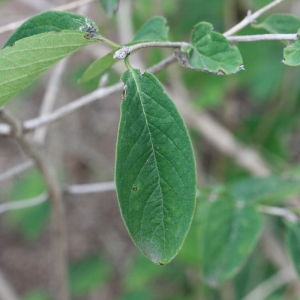 Photographie n°193266 du taxon Lonicera xylosteum L. [1753]