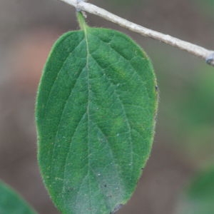 Photographie n°193268 du taxon Lonicera xylosteum L. [1753]