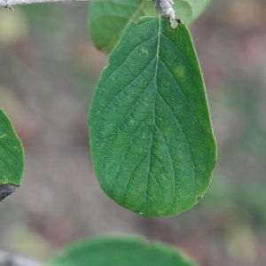 Photographie n°193269 du taxon Lonicera xylosteum L. [1753]