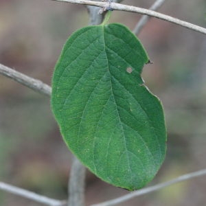 Photographie n°193270 du taxon Lonicera xylosteum L. [1753]
