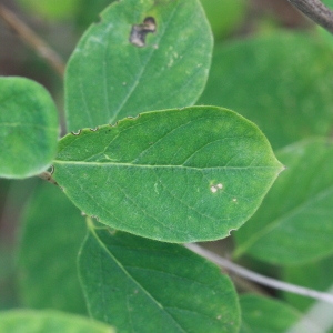 Photographie n°193271 du taxon Lonicera xylosteum L. [1753]