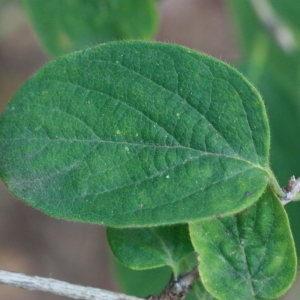 Photographie n°193272 du taxon Lonicera xylosteum L. [1753]