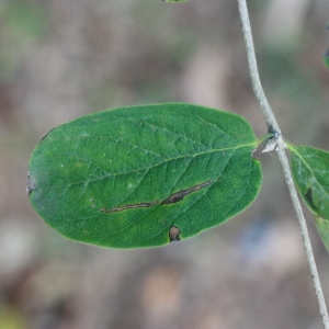 Photographie n°193273 du taxon Lonicera xylosteum L. [1753]