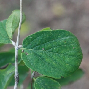 Photographie n°193274 du taxon Lonicera xylosteum L. [1753]