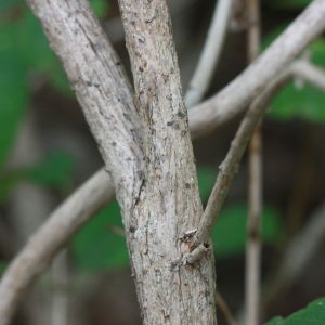 Photographie n°193275 du taxon Lonicera xylosteum L. [1753]