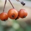  Hervé GOËAU - Sorbus latifolia (Lam.) Pers. [1806]