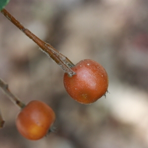 Photographie n°193308 du taxon Sorbus latifolia (Lam.) Pers. [1806]