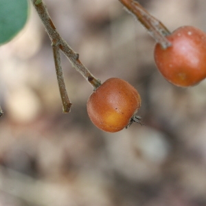 Photographie n°193309 du taxon Sorbus latifolia (Lam.) Pers. [1806]