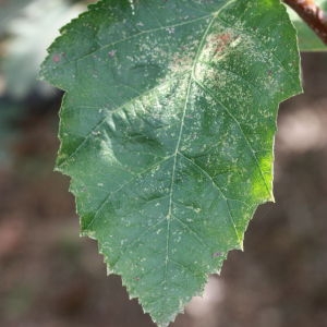 Photographie n°193311 du taxon Sorbus latifolia (Lam.) Pers. [1806]