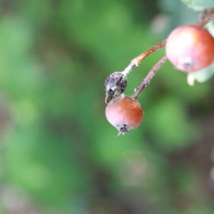  - Sorbus latifolia (Lam.) Pers. [1806]