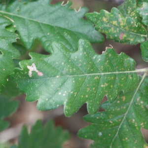 Photographie n°193332 du taxon Quercus L. [1753]