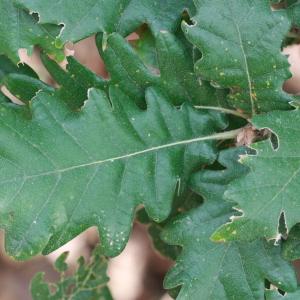 Photographie n°193334 du taxon Quercus L. [1753]