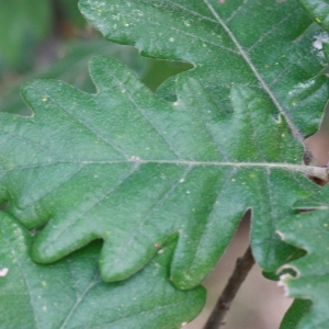 Photographie n°193335 du taxon Quercus L. [1753]