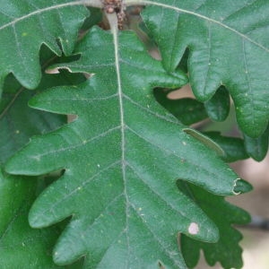 Photographie n°193336 du taxon Quercus L. [1753]