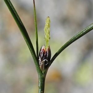 Photographie n°193369 du taxon Juncus trifidus L. [1753]