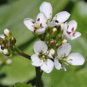 Cardamine asarifolia L. (Cardamine à feuilles d'asaret)