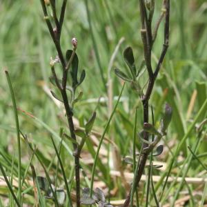  - Cardamine resedifolia L. [1753]