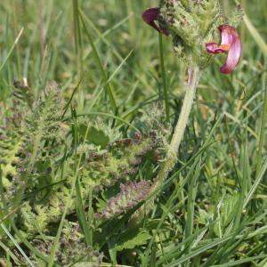 Photographie n°193384 du taxon Pedicularis gyroflexa Vill. [1785]